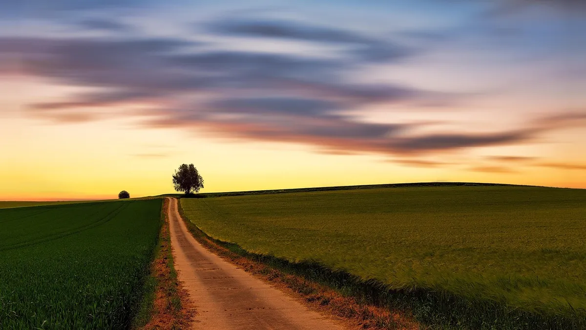 nature, landscape, heaven, panorama, field, path, dirt road, fields, grain, meadow, summer, bavaria, tree, green, sunset, dusk, heaven, heaven, heaven, path, pa