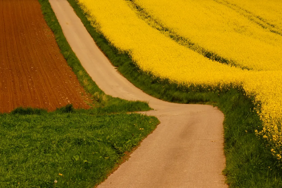 A winding road through colorful fields of yellow flowers and rich green grass, capturing rural beauty.