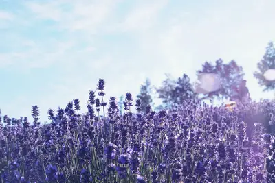 Fioritura lavanda Furano: guida per osservare il ciclo naturale