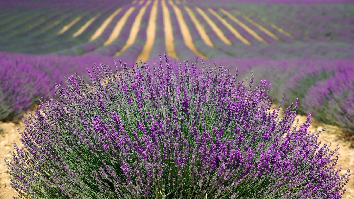lavenders, flowers, field, farm, lavender farm, purple flowers, lavender field, flower wallpaper, french lavender, purple, nature, provence, plants, agriculture
