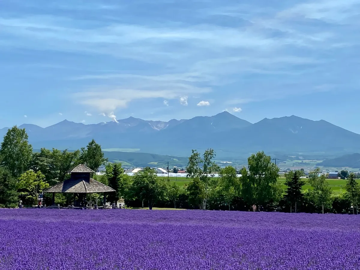 北海道のナカフランノにある色鮮やかなラベンダー畑と美しい山の背景